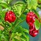 50 Hot RED HABANERO PEPPER Capsicum Chinense Vegetable Seeds