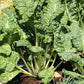 300 FORDHOOK GIANT SWISS CHARD (Perpetual Spinach) Beta Vulgaris Cicla Vegetable Seeds