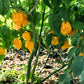 10 Yellow CAROLINA REAPER PEPPER World's Hottest Capsicum Chinense Hot Chili Vegetable Seeds