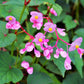 500 BULK HARDY BEGONIA Grandis Rose Pink Perennial Sun - Shade Flower Seeds