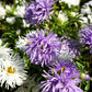 50 Mixed OSTRICH PLUME ASTER Feather Spider Callistephus Chinensis Flower Seeds