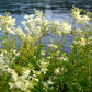 20 QUEEN of the MEADOW Filipendula Ulmaria Meadowsweet Native Prairie Fragrant White Flower Seeds