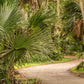 5 GREEN SAW PALMETTO Serenoa Repens American Dwarf Palm Tree Shrub Edible Fruit Sun or Shade Seeds