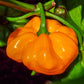 40 Yellow JAMAICAN HOT PEPPER Capsicum Chinense Scotch Bonnet Vegetable Seeds