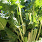 300 FORDHOOK GIANT SWISS CHARD (Perpetual Spinach) Beta Vulgaris Cicla Vegetable Seeds