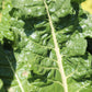 300 FORDHOOK GIANT SWISS CHARD (Perpetual Spinach) Beta Vulgaris Cicla Vegetable Seeds