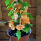 30 Mixed Colors FLOWERING MAPLE (Chinese Bell Flower) Abutilon Hybridum Shrub Bush Small Tree Seeds