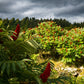 75 SMOOTH SUMAC TREE Red Berries Rhus Glabra Borealis Seeds