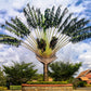 10 TRAVELLER'S PALM TREE Ravenala Madagascariensis Flower Houseplant Seeds
