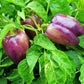 100 LILAC BELL PEPPER Capsicum Annuum Sweet Mild Purple Vegetable Seeds