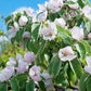 20 COMMON CULINARY QUINCE Fruit Tree Cydonia Oblonga Flowering Shrub Seeds