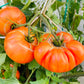 50 PINEAPPLE TOMATO Heirloom Beefsteak Indeterminate Solanum Fruit Vegetable Seeds