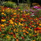 300 BRIGHT LIGHTS COSMOS Mix Mixed Colors Red Orange Yel Bipinnatus Flower Seeds