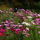350 COSMOS SENSATION MIX Mixed Colors Cosmos Bipinnatus Flower Seeds