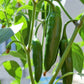 400 HOT JALAPENO PEPPER Capsicum Annuum Mexican Chili Vegetable Seeds
