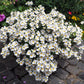 50 WHITE KNIGHT NEMESIA Strumosa Flower Seeds