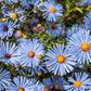 250 SKY BLUE ASTER Azure Aster Azureus Flower Seeds