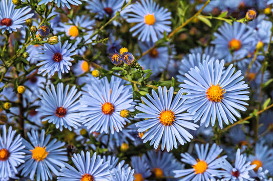 250 SKY BLUE ASTER Azure Aster Azureus Flower Seeds