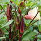 150 RED BURGUNDY OKRA Abelmoschus Esculentus Vegetable Seeds