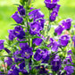 100 MIXED CANTERBURY BELLS - Crown Mix Campanula Medium Flower Seeds