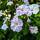 75 MIXED FOUR O CLOCK aka Marvel of Peru Mirabilis Jalapa Flower Seeds