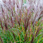 10 RED MAIDEN GRASS Miscanthus Sinensis Plumes Ornamental Flower Seeds
