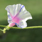 40 CARNEVALE di VENEZIA MORNING GLORY Pink & Purple with White Stripes Ipomoea Purpurea Flower Vine Seeds
