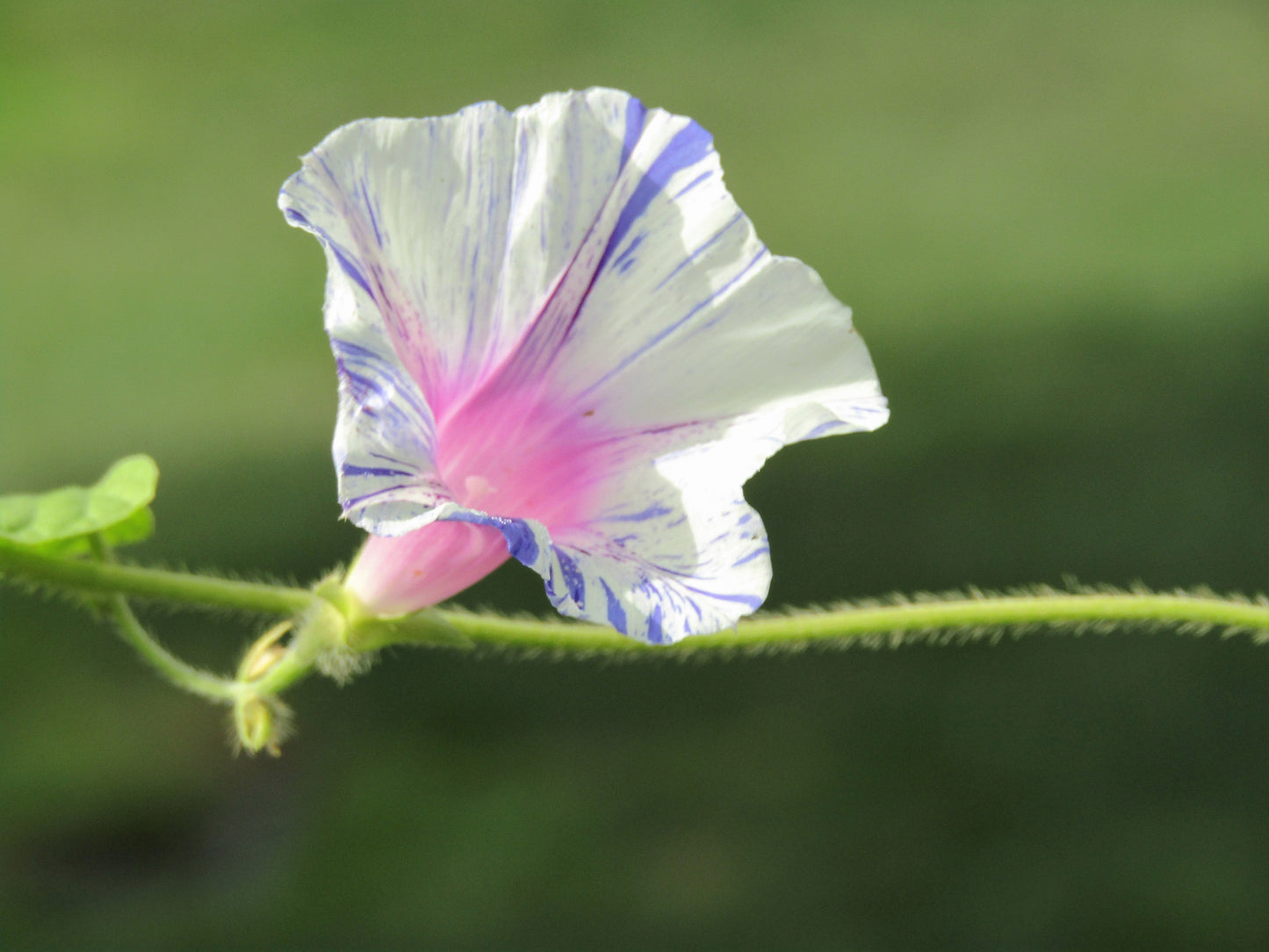 40 CARNEVALE di VENEZIA MORNING GLORY Pink & Purple with White Stripes Ipomoea Purpurea Flower Vine Seeds