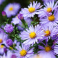 50 Blue RICE BUTTON ASTER Dumosus Flower Seeds
