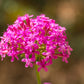 1000 TALL CATCHFLY (Campion / None So Pretty) Silene Armeria Pink Flower Seeds