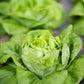 3000 WHITE BOSTON LETTUCE 12" Green Butterhead Lactuca Sativa Vegetable Seeds