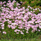 1000 Showy PINK EVENING PRIMROSE (Pink Ladies / Mexican Evening) Oenothera Speciosa Flower Seeds