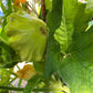 20 Green Tint BUSH SCALLOP SQUASH (Patty Pan / Paty Pan / Squanter Squash) Summer Cucurbita Pepo Vegetable Seeds