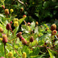 100 TOOTHACHE / EYEBALL PLANT Spilanthes Oleracea Red & Yellow Flower Herb Seeds