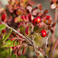 20 BEARBERRY Arctostaphylos Uva-Ursi Kinnikinnick Pinemat Manzanita Flower Seeds