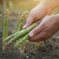 100 MARY WASHINGTON ASPARAGUS Officinalis Perennial Vegetable Seeds