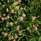 300 STRAWBERRY HEADED CLOVER Palestine Trifolium Fragiferum Pink Flower Seeds