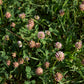 300 STRAWBERRY HEADED CLOVER Palestine Trifolium Fragiferum Pink Flower Seeds