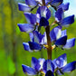 100 ARROYO LUPINE (Hollowleaf Lupine / Succulent Lupine) Lupinus Succulentus Flower Seeds