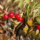 20 BEARBERRY Arctostaphylos Uva-Ursi Kinnikinnick Pinemat Manzanita Flower Seeds