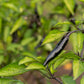 50 PASILLA BAJIO PEPPER Mexican Chilaca Chile Negro Capsicum Annuum Vegetable Seeds