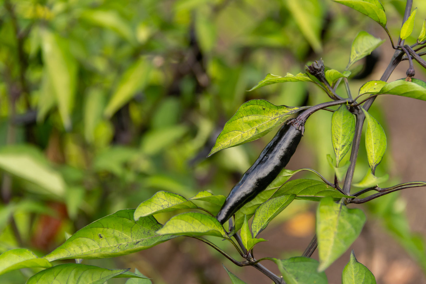 50 PASILLA BAJIO PEPPER Mexican Chilaca Chile Negro Capsicum Annuum Vegetable Seeds