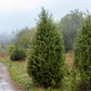 60 Organic Seeds COMMON JUNIPER (20 Berries) Juniperus Communis Tree Shrub Evergreen Conifer Blue Berry Yellow Flower aka Gin Berry Pine