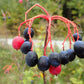 20 NANNYBERRY SWEET VIBURNUM Lentago Shrub Tree Blue Black Berry Fruit White Flower Seeds