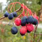 20 NANNYBERRY SWEET VIBURNUM Lentago Shrub Tree Blue Black Berry Fruit White Flower Seeds