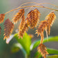 100 RIVER OATS (Northern Sea Oats / Inland Oats) Ornamental Uniola Latifolia Grass Seeds