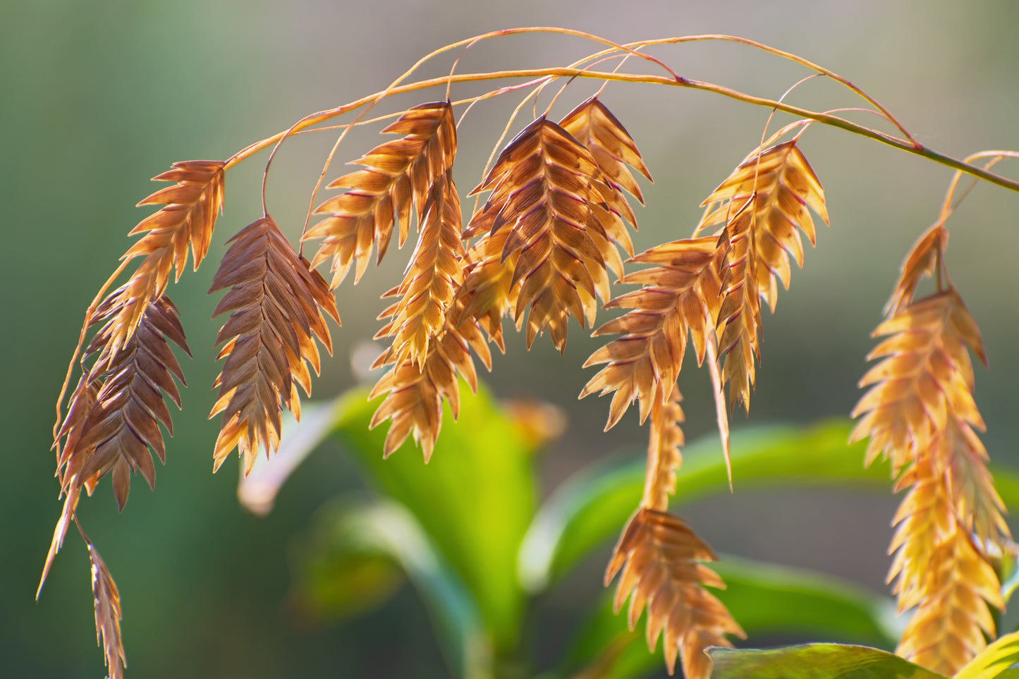 100 RIVER OATS (Northern Sea Oats / Inland Oats) Ornamental Uniola Latifolia Grass Seeds