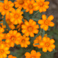 250 Mixed Colors CLASSIC ZINNIA Linearis Angustifolia Narrow Leaf Creeping Mexican Flower Seeds