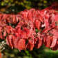 5 Flowering WHITE KOUSA DOGWOOD Cornus Kousa Tree Seeds