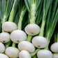 500 Sweet WHITE SPANISH ONION Allium Cepa Vegetable Seeds